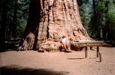 Sequoia National