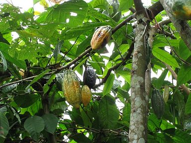 Bali - Kakaopflanze