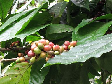 Bali - Kaffeepflanze