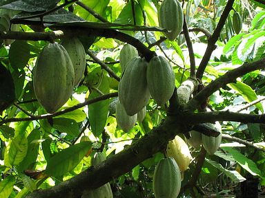 Bali - Kakaopflanze
