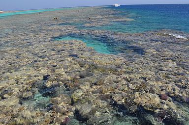 Soma Bay - House Reef