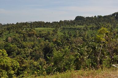 Bali - Reisfelder