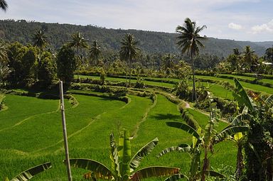 Bali - Reisfelder