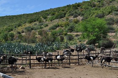 Cango Ostrich Farm - Oudtshoorn