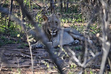 Thornybush Reservat (Greater Kruger Nationalpark)