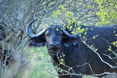 Thornybush Reservat (Greater Kruger Nationalpark)
