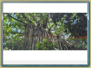 Curtain Fig Tree, Yungabarra (QLD)