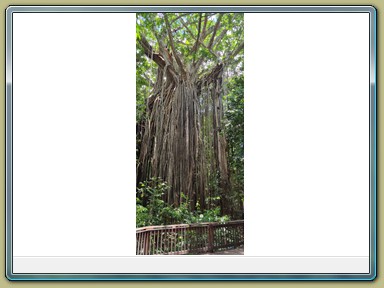 Curtain Fig Tree, Yungabarra (QLD)