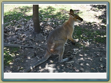 Fraser Wildlife, Maryborough (QLD)
