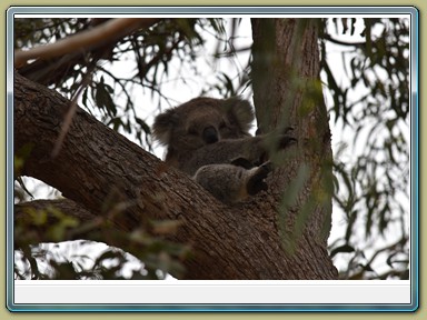 Raymond Island Koala Trail (VIC)