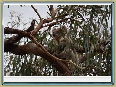 Raymond Island Koala Trail (VIC)