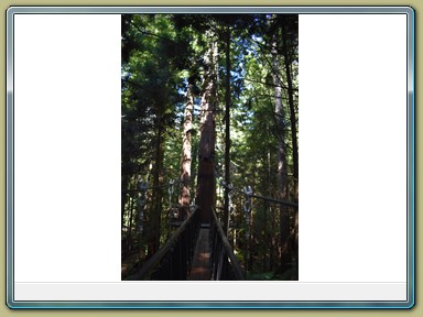 Redwoods Treewalk, Rotorua (NZL)