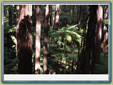 Redwoods Treewalk, Rotorua (NZL)