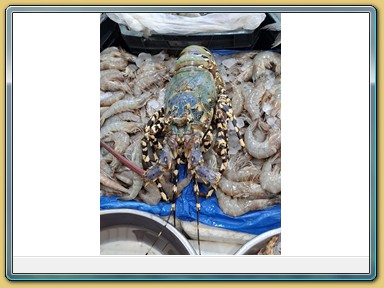 Hurghada - Fischmarkt