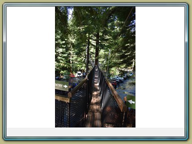 Redwoods Treewalk, Rotorua (NZL)