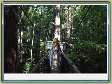 Redwoods Treewalk, Rotorua (NZL)