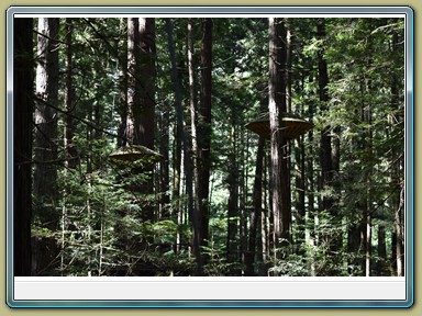 Redwoods Treewalk, Rotorua (NZL)