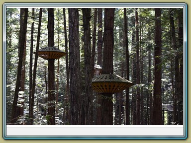 Redwoods Treewalk, Rotorua (NZL)