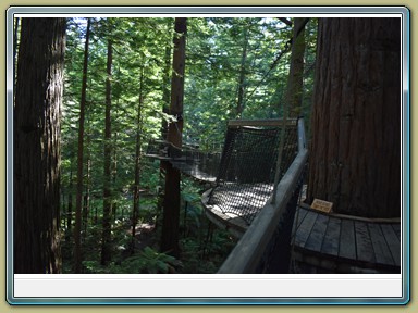 Redwoods Treewalk, Rotorua (NZL)