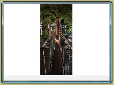 Redwoods Treewalk, Rotorua (NZL)