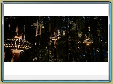 Redwoods Treewalk, Rotorua (NZL)